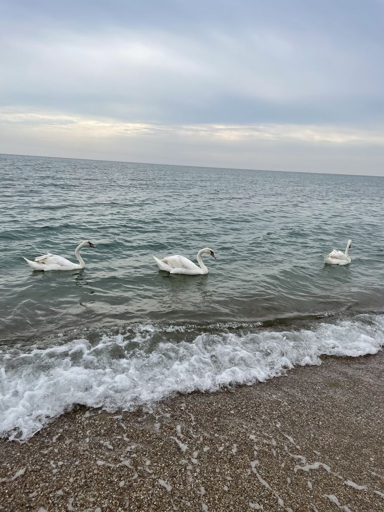 Сдам экодом  на берегу моря 50 м от воды г.Черноморск