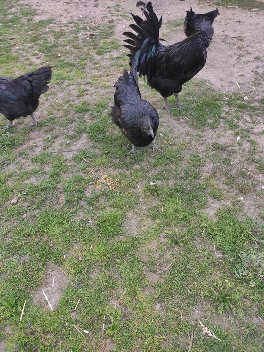 Sprzedam jajka lęgowe Ayam Cemani