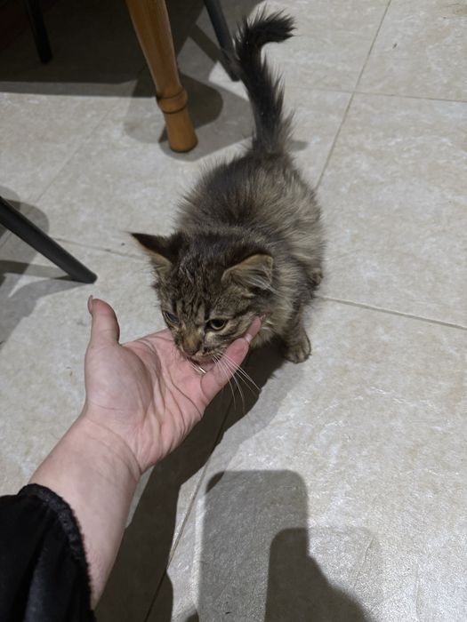 БЕЗКОШТОВНО, ОПИС ! Кошеня хлопчик в добрі руки