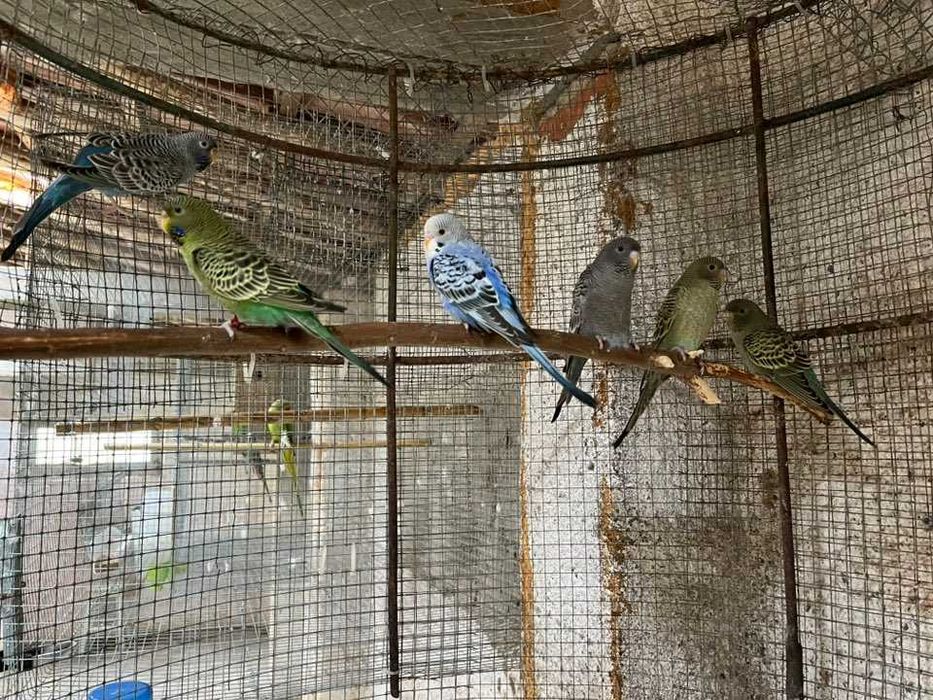 Vendo vários tipos de aves