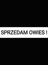 Sprzedam Owies - tel