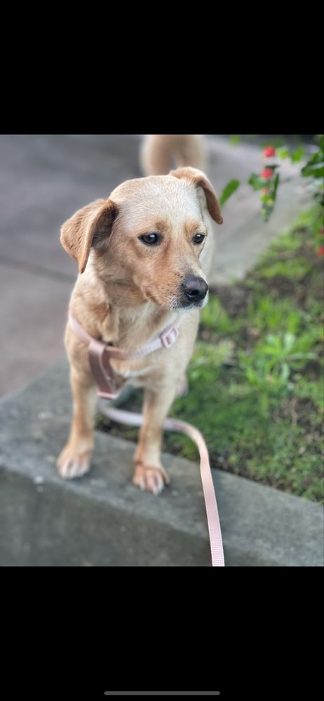 URGENTE! Cadela para adoçao responsável