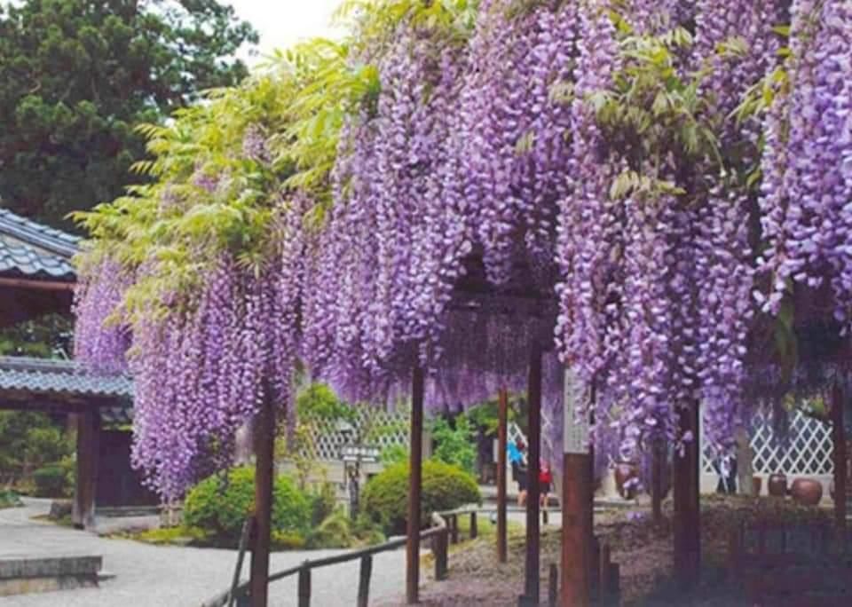 Гліцинія великоквіткова!