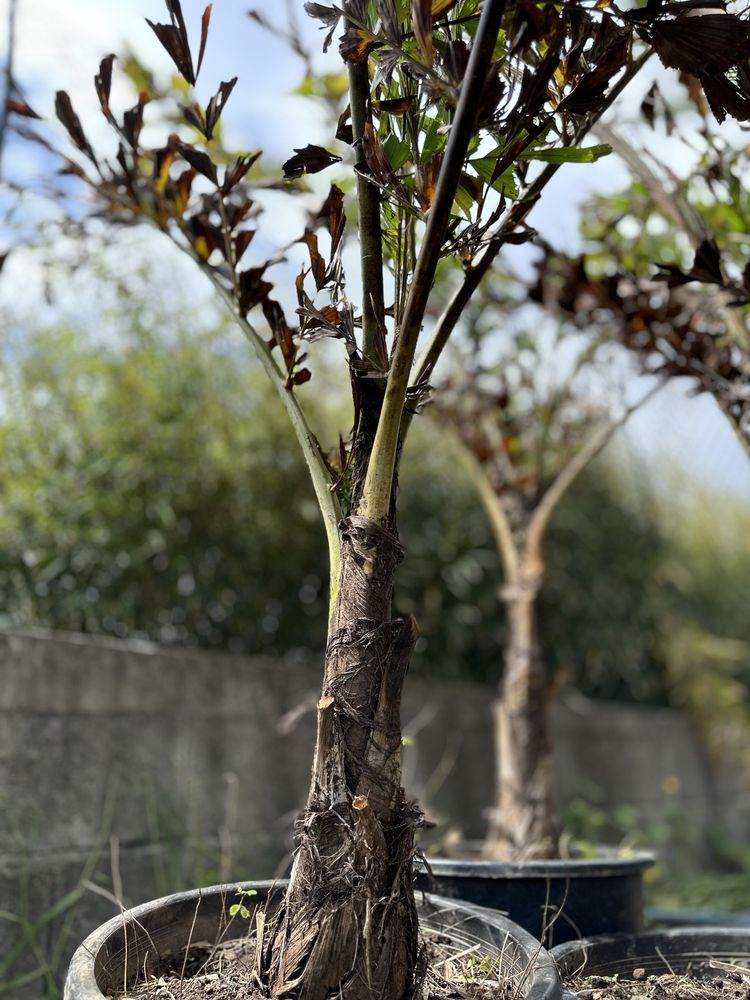 Palmeira Rabo de Peixe - Caryota urens