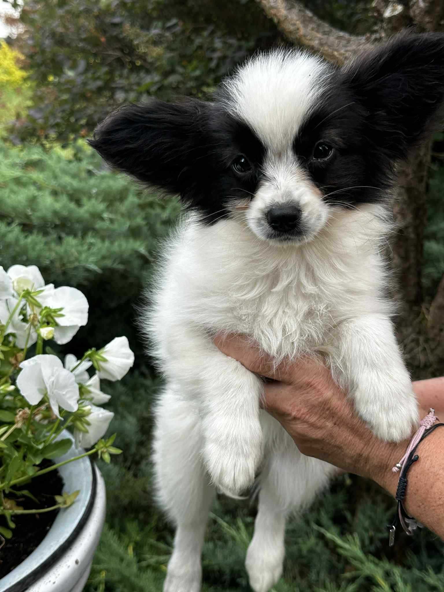Spaniel Kontynentalny Miniaturowy Papillon FCI