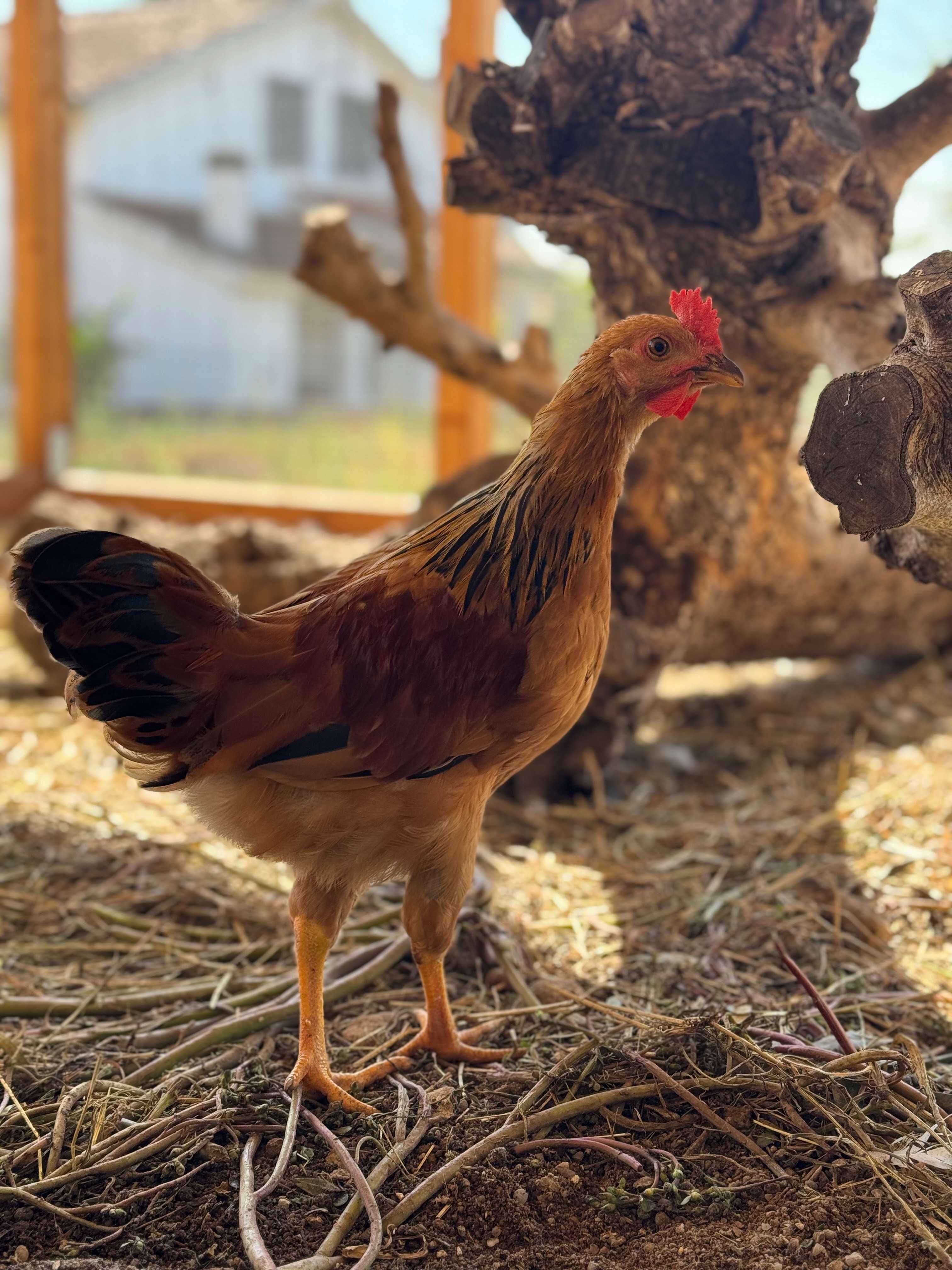 diversos galo e galinha para venda