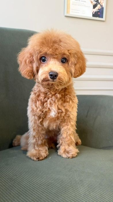 Дівчинка  мальтипу ф2