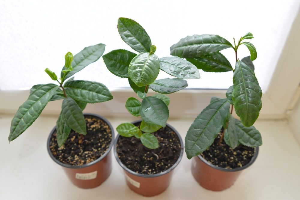 Кущ чайного дерева, Камелія китайська. Сamellia Sinensis.Чай