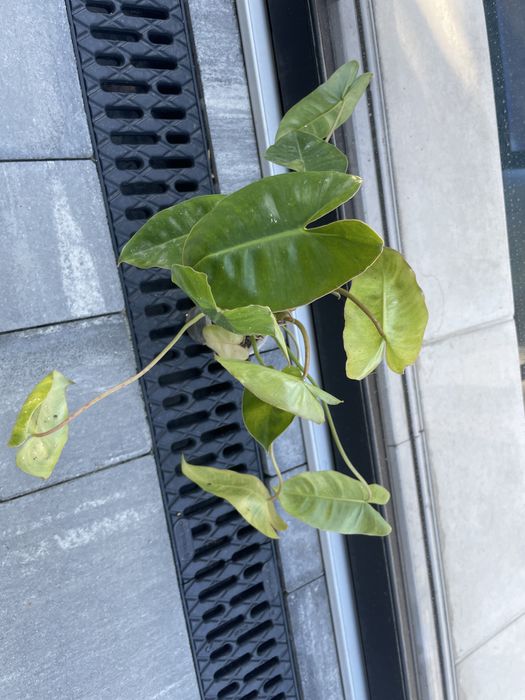 Филодендрон Burle Marx,эпипремнум