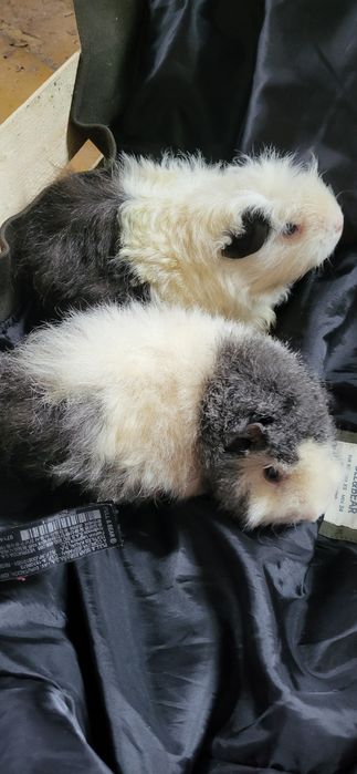 Świnki morskie (cena za dwie)