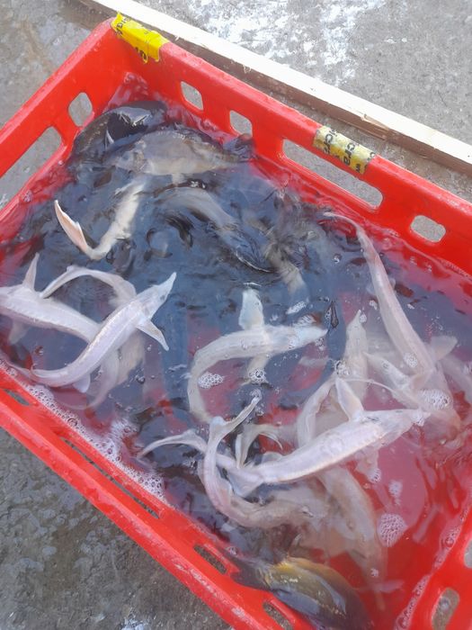 Ryby ozdobne kolorowe Jesiotr albinos biały Karaś koi Amur Lin Tołpyga