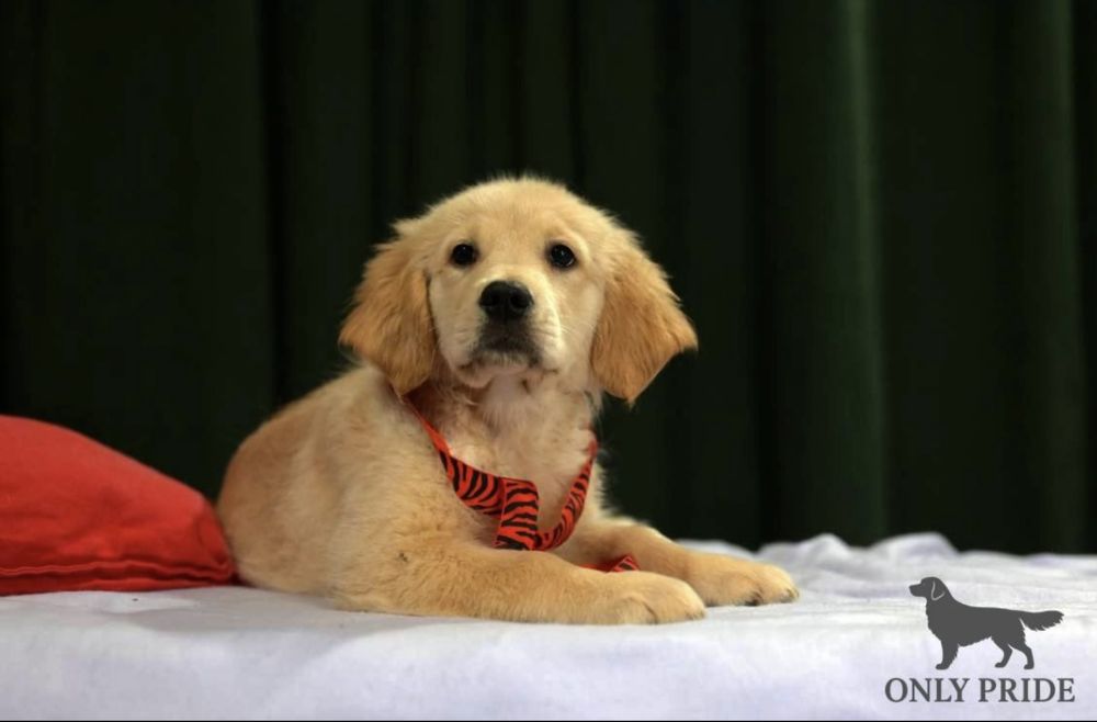 Руденькі дівчатка та хлопчики