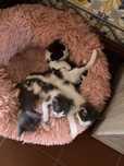 Gatinhos para dar