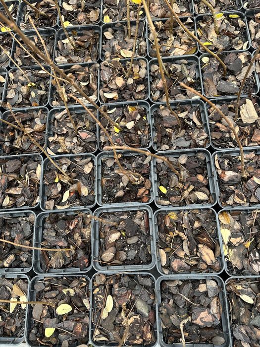 Волотиста гортензія Скайфол Skyfall 1 р., 0,5 л