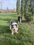 Reproduktor border collie (blue merle) -z badaniami genetycznymi