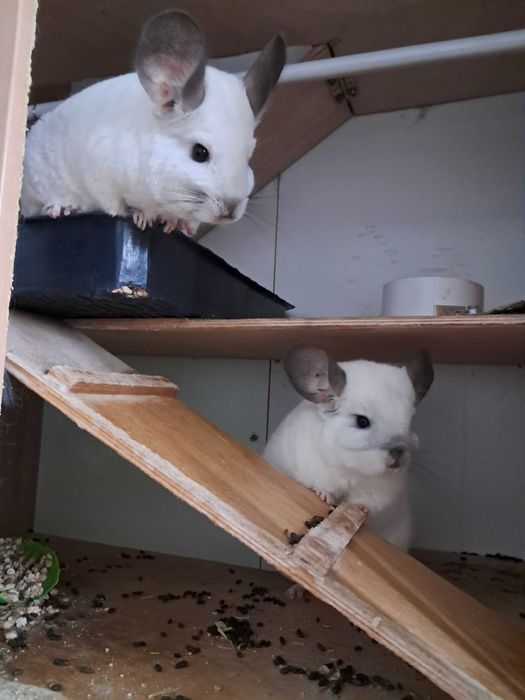 REZERWACJA Szynszyle oddam za darmo