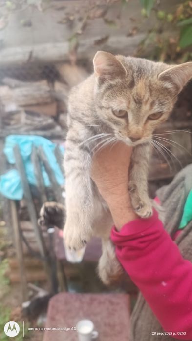 Котеня у добрі руки