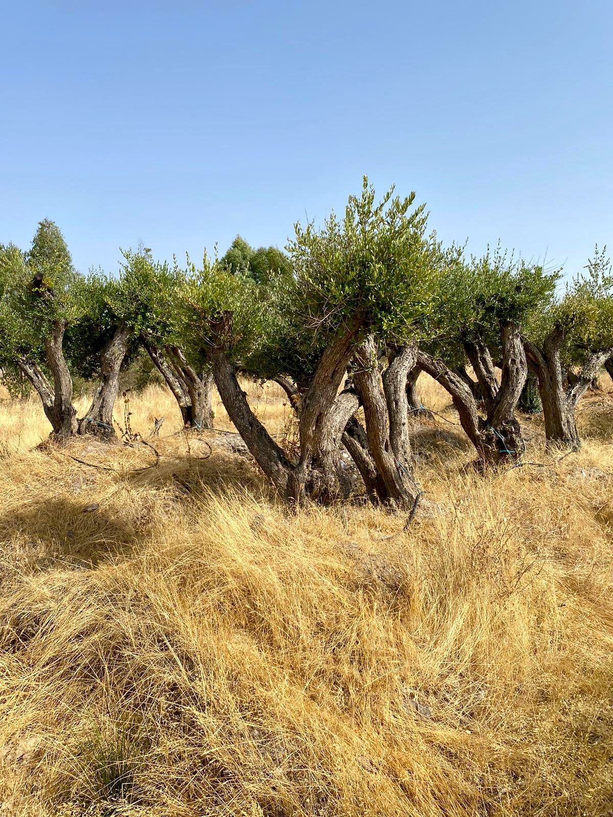 Oliveiras centenárias
