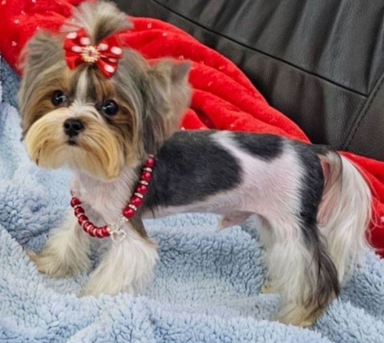 Maleńki słodziak Biewer Terrier  8 miesięcy tylko 1.2kg!!!