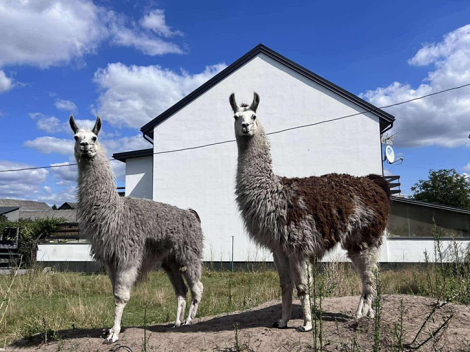 Sprzedam stado lam – 1 samica + 2 samce