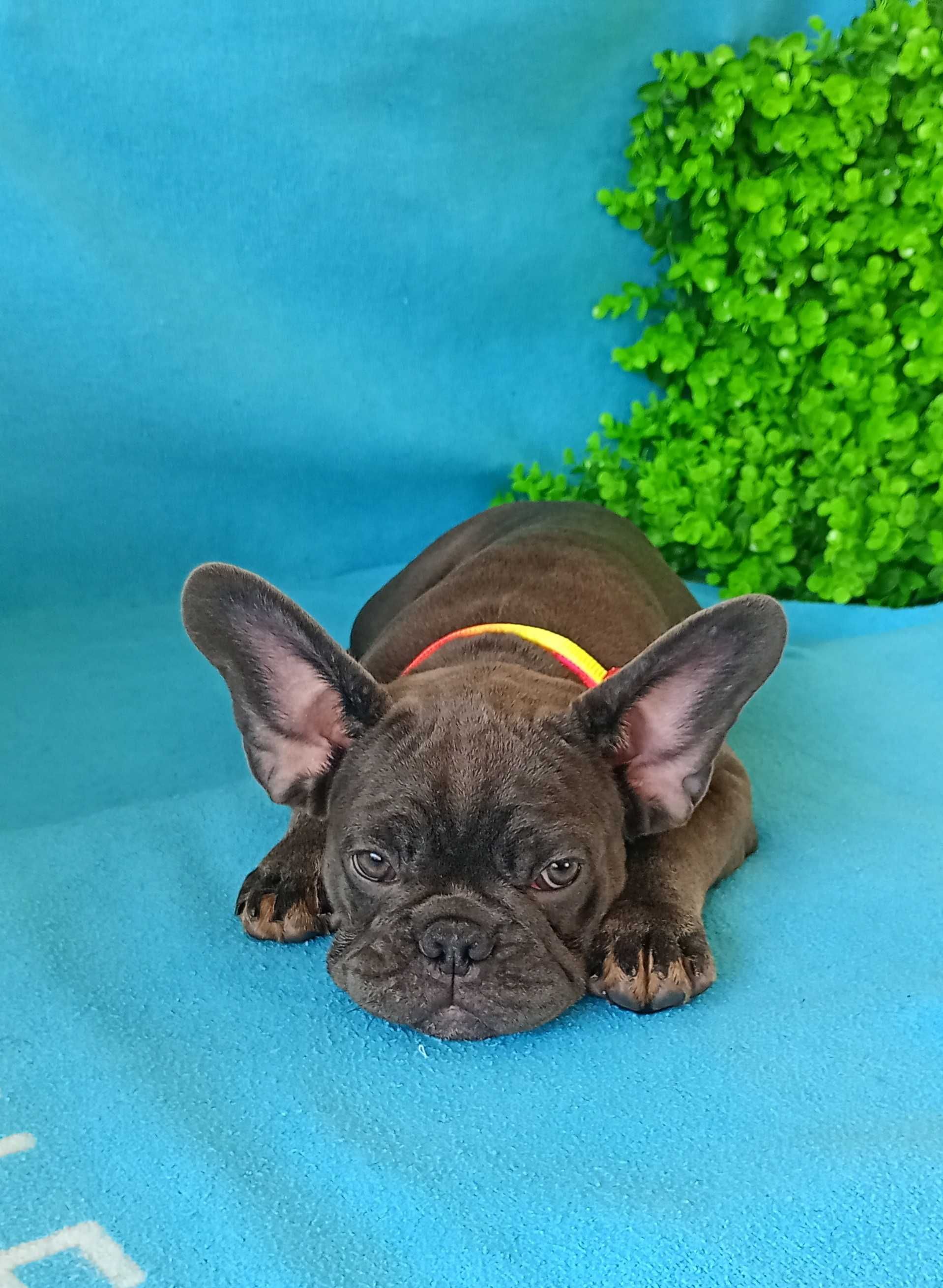 Bulldogue Francês femea
