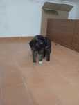 Cachorrinho Serra da Estrela