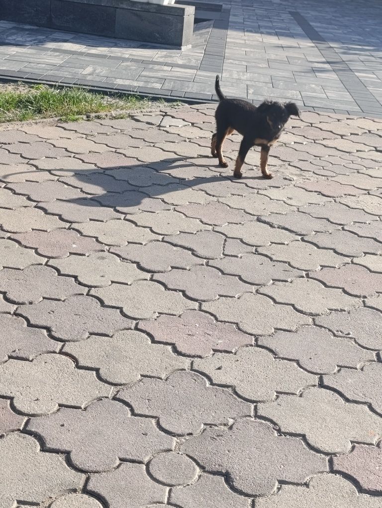Oddam śliczna suczke