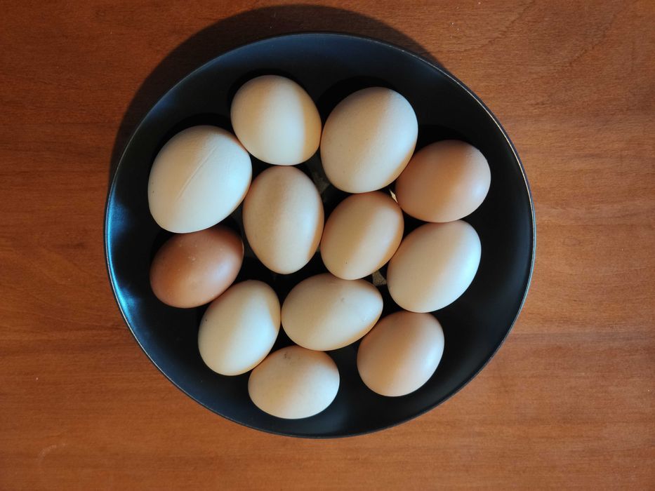 Jajka wiejskie, od kur z wolnego wybiegu