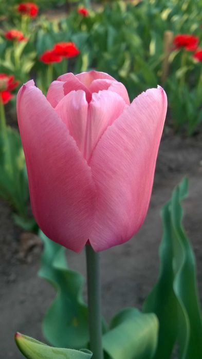 ТЮЛЬПАНЫ!Сортовые.(Луковицы)