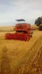 Kombajn Bizon Z056 Super z sieczkarnią + stół do rzepaku