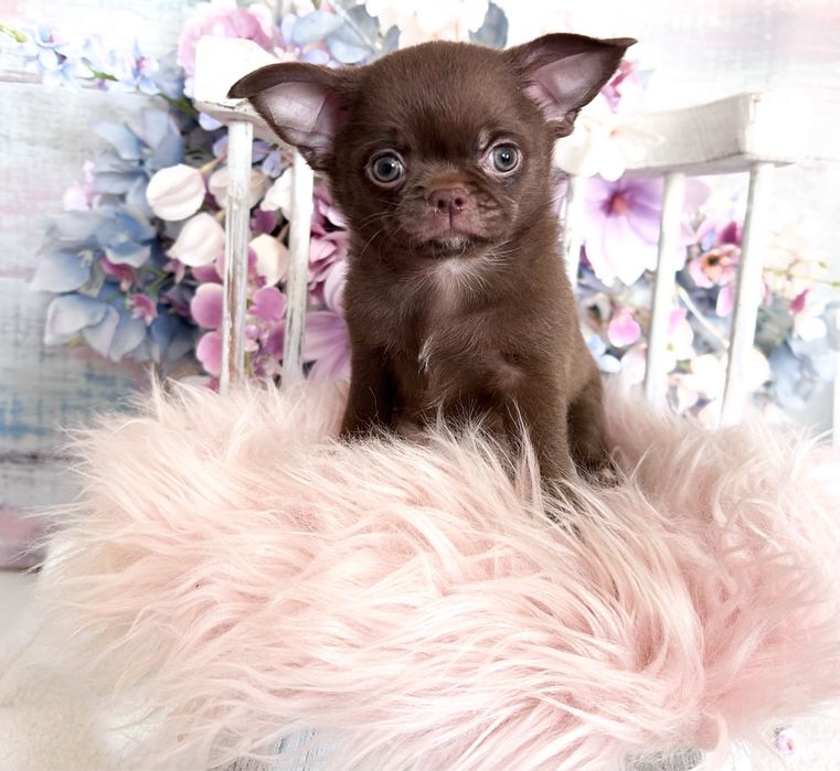 ***Czekoladowy maluszek chihuahua***