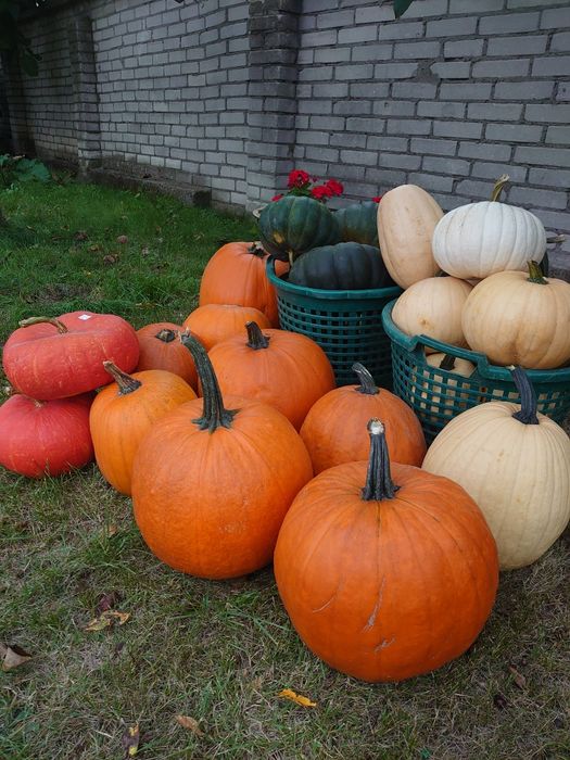 DYNIE halloween, jadalne oraz dekoracyjne