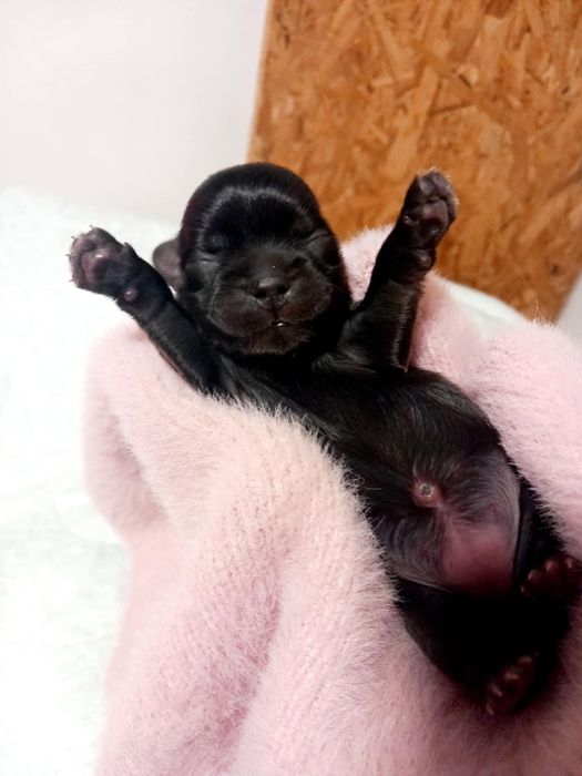 Shih-tzu czarna suczka mini