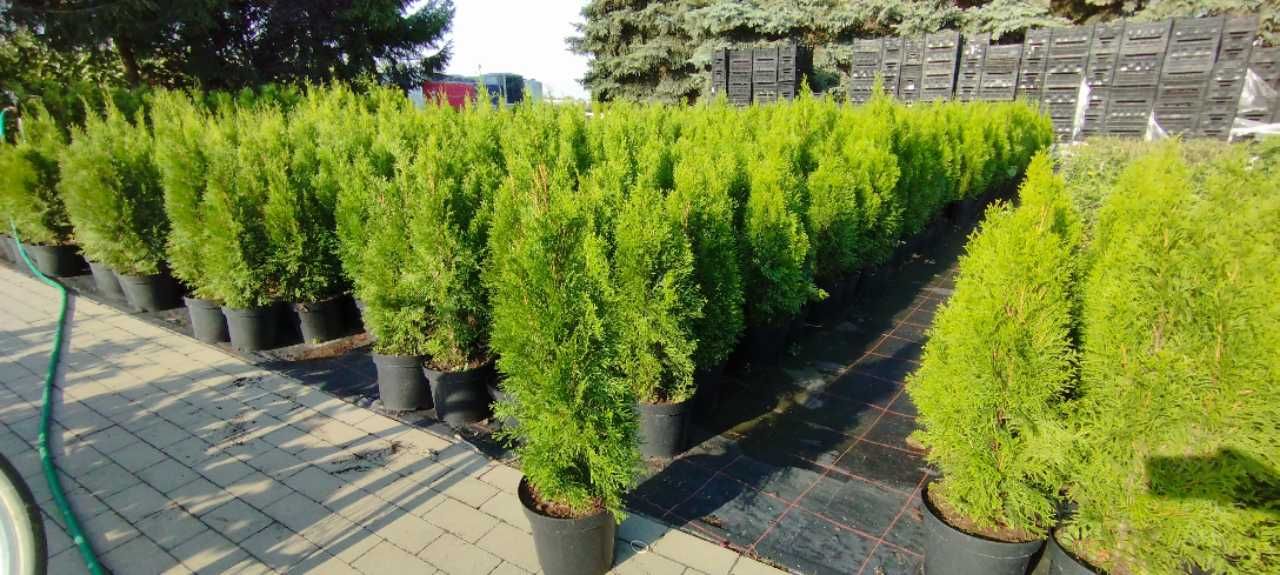 Tuja Szmaragd, Thuja Szmaragd, h-140cm