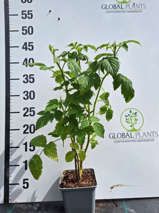Malina czerwona oraz żółta / Rubus ideaus sadzonka doniczka P9
