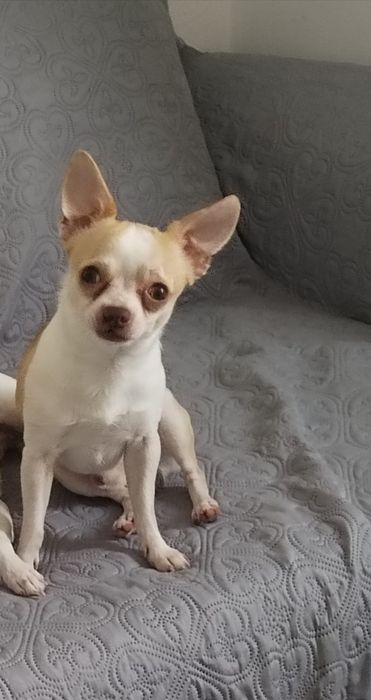 Macho  bebe Chihuahua de pêlo comprido