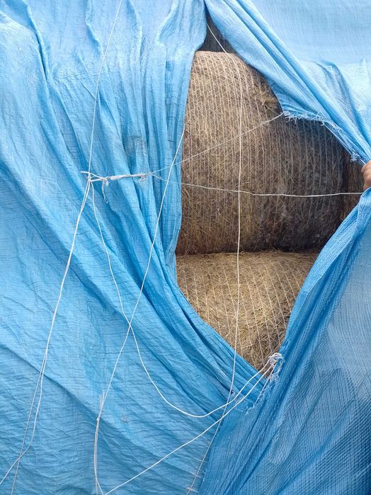 Sprzedam siano bele okrągłe 70 zł sztuka