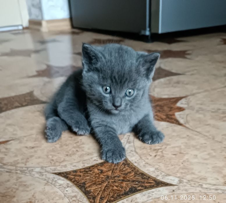 Кошеня від британкі