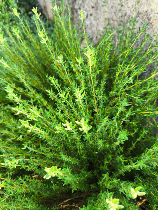 venda de ervas aromáticas e chás