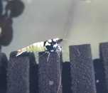 Caridina Pinto SPOTTED BLACK