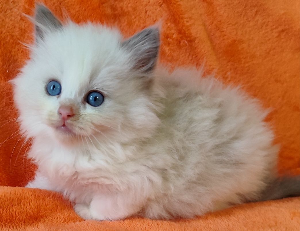 Niebieski kocurek ragdoll  po ICH z rodowodem FPL /FIFE