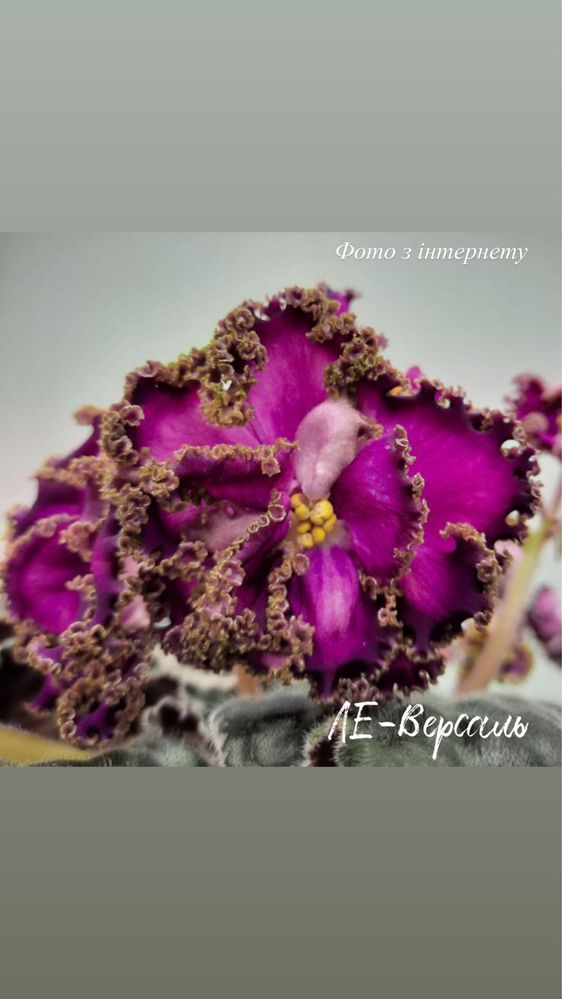 Продам діток фіалок