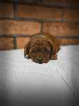 Pudel Toy Red Brown PIESEK  GENETYKA