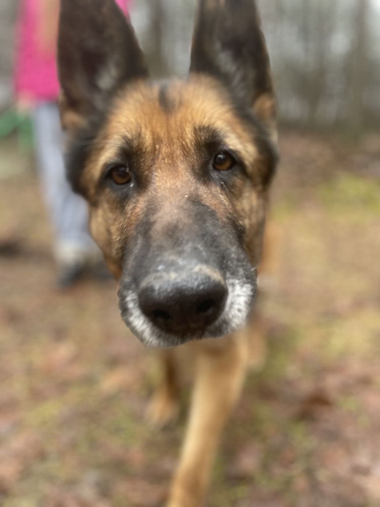 Liszka poleca się do adopcji!