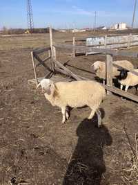 Продам Вівці вівці породи Меріонлоншафт