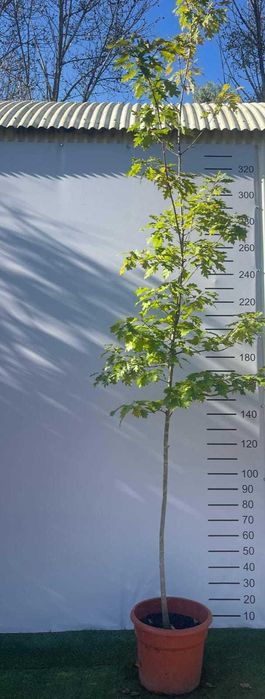 Árvore Quercus Rubra 300/350 cm