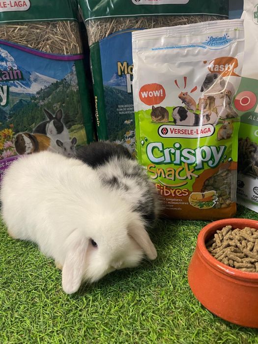 Coelho Anão Mini Lop Belier - LOJA!!