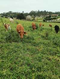 vacas adultas criadas ao ar livre