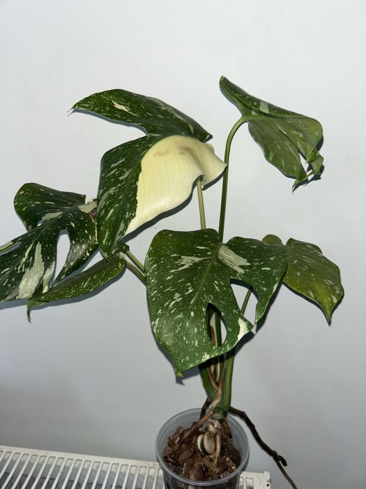Monstera thai constelation