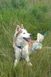 Bilbo starszy psiak w typie husky ADOPCJA